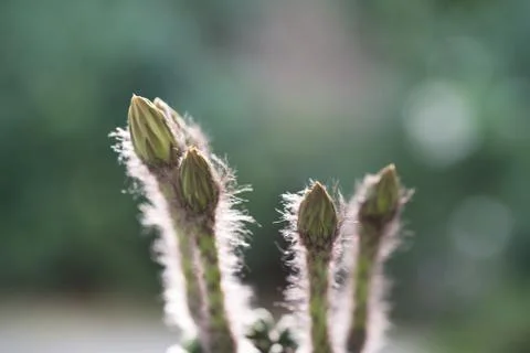 Echinopsis subdenudata buds Stock Photos