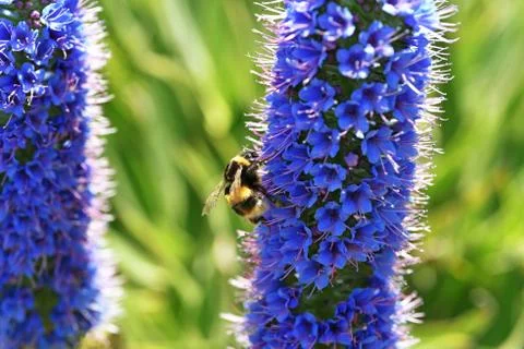 Echium candicans with bee. Stock Photos