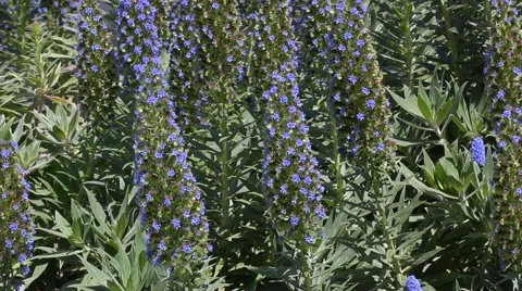 Echium candicans Stock Footage 63221958