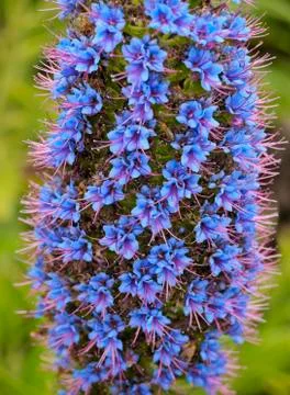 Echium candicans Stock Photos