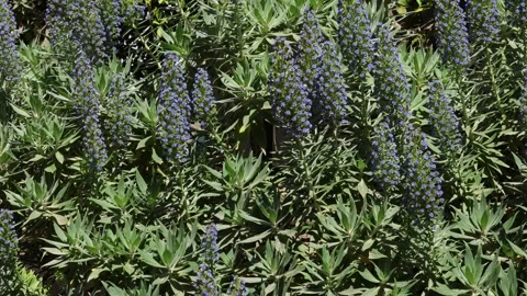 Echium fastuosum Stock Footage 274069894