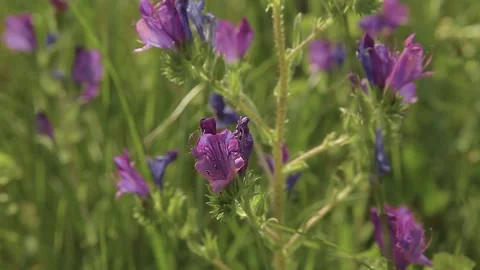 Echium plantagineum Purple viper's bugloss Stock Footage