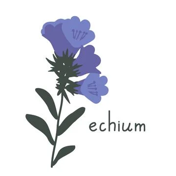 Echium vector illustration Stock Illustration