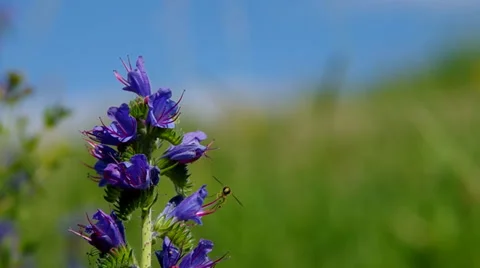 Echium vulgare Stock Footage 39733308