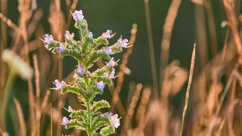 Echium vulgare  known as viper's bugloss and blueweed  is species of flowerin Stock Footage 158868962