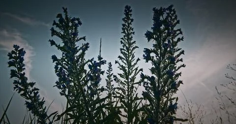 Echium Vulgare, Known As Viper's Bugloss And Blueweed. Bumblebee Sitting On F Stock Photos