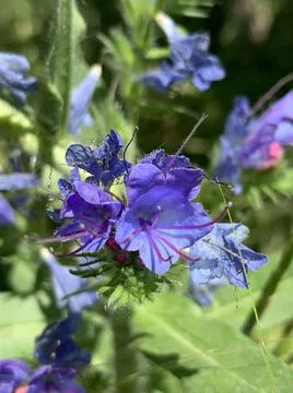 Echium vulgare Stock-Fotos