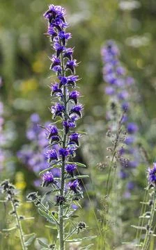 An Echium vulgare Photos