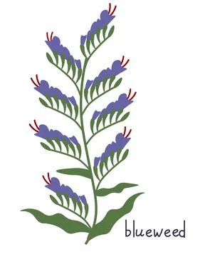 Echium vulgare vector Illustrazione stock