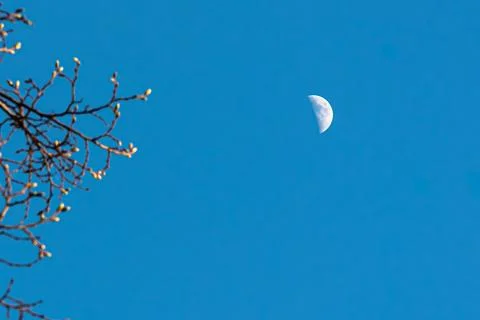 Echo of the Branches - Budding Spring Branches and Half Moon in Clear Blue Sk Fotos de archivo