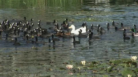 Echo Park Lake Ducks being fed. Los Angeles, California Stock Footage 82986031