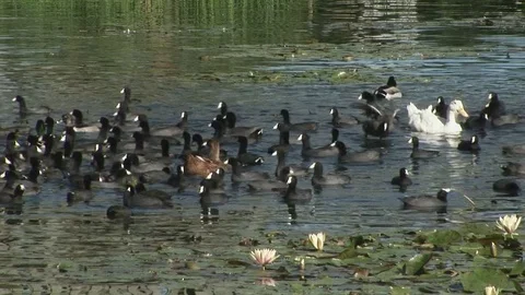 Echo Park Lake with Flock of Ducks. Los Angeles, California Stock Footage 82986016