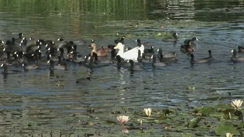 Echo Park Lake with flock of ducks. Los Angeles, California Stock Footage 82986033