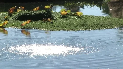 Echo Park Lake with Starlight effect on water. Los Angeles, California Stock Footage 82985864