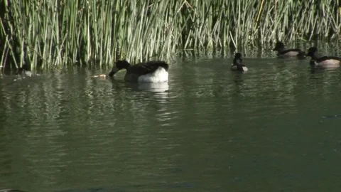 Echo Park Lake with Wild Ducks. Los Angeles, California Stock Footage 82985693