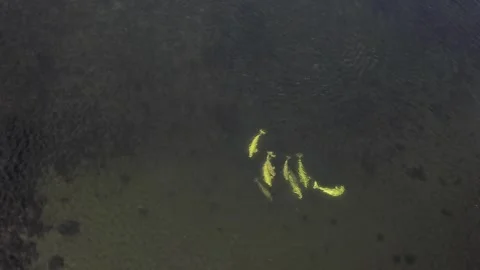 Echoes of the arctic ocean beluga pod seen from above Stock Footage 321051094