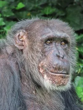 Echoes of Wisdom Stock Photos