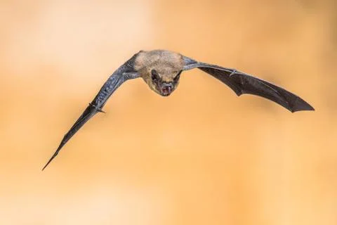 Echolocating pipistrelle bat Stock Photos