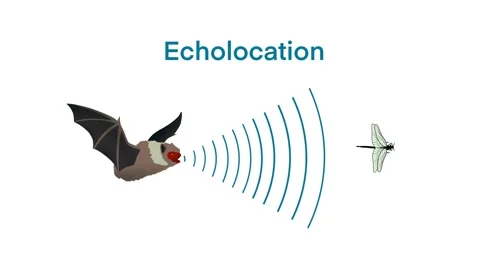 Echolocation Stock Video Footage | Royalty Free Echolocation Videos | Pond5