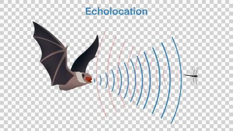 Echolocation in bat, bat hunt their prey by making high pitched sounds Stock Illustration
