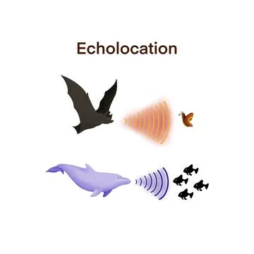 Echolocation in bats and dolphins, Echolocation in Bats and Dolphins Stock Illustration