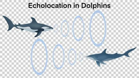 Echolocation in dolphins, Dolphins hunt their prey by making high pitched sounds Stock Illustration