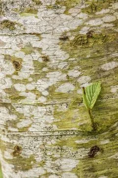The eclectic texture of the alder tree bark Фото
