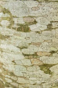 The eclectic texture of the alder tree bark Stock Photos