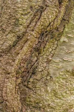 The eclectic texture of the alder tree bark Stock-Fotos