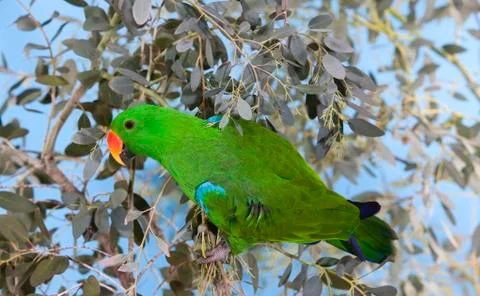 ECLECTUS eclectus roratus Stock Photos