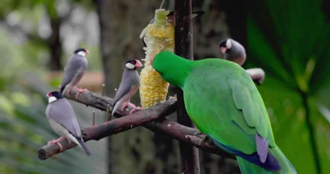 Eclectus parrot and Java sparrows eating corn on wooden branch Stock Footage 344472189
