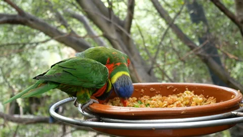 Eclectus Parrot on bird feeder in forest in Loro Park, Tenerife, Canary Islan Stock Footage 147120751