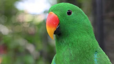 Eclectus parrot bird is perched on a tree branch, caged in a zoo Stock Footage 300546498