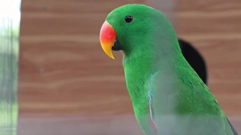 Eclectus parrot bird is perched on a tree branch, caged in a zoo Stock Footage 300546501
