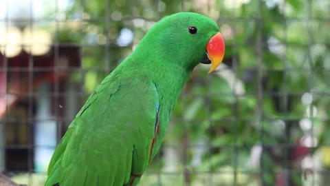 Eclectus parrot bird is perched on a tree branch, caged in a zoo Stock Footage 300546502