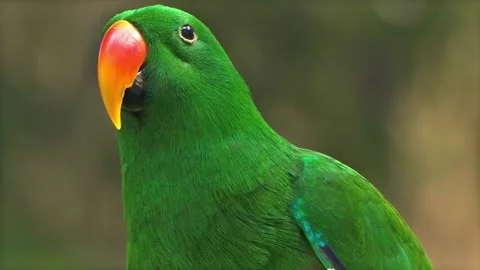 Eclectus Parrot Close-Up: Vibrant Green Plumage and Orange Beak Stock Footage 301080045
