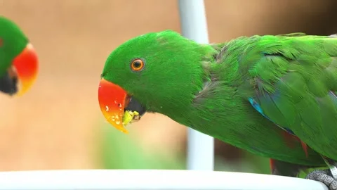 Eclectus parrot eating fresh fruit with vibrant green feathers and orange beak Stock Footage 340861020