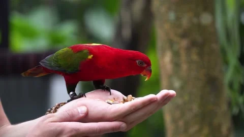 An eclectus parrot eats food from the man's hand in the Bali Bird park Stock Footage 150749277