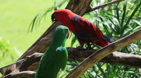 Eclectus Parrot Eclectus roratus green red plumage exotic parrots bird close up Stock Footage 36749498