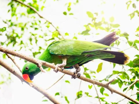 Eclectus parrot (Eclectus roratus) perching on branch Fotos de archivo