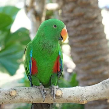 Eclectus parrot (eclectus roratus) Foto stock