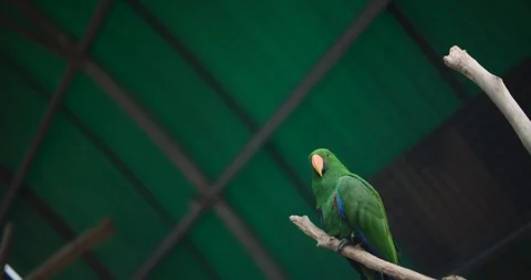 Eclectus parrot (Eclectus roratus) sitting on a branch. BMPCC 4K Stock Footage 125581242