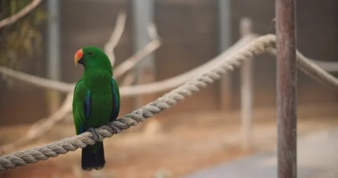 Eclectus parrot (Eclectus roratus) sitting on a rope. BMPCC 4K Stock Footage 125581278