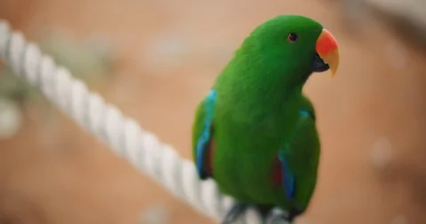 Eclectus parrot (Eclectus roratus) sitting on a rope. BMPCC 4K Stock Footage 125581319