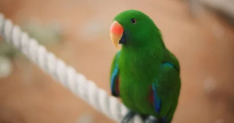 Eclectus parrot (Eclectus roratus) sitting on a rope. BMPCC 4K Stock Footage 125581370