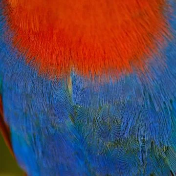 Eclectus parrot feather Stock Photos