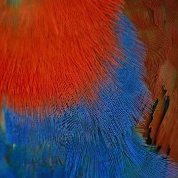 Eclectus parrot feather Stock Photos