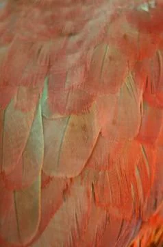 Eclectus parrot feather Stock Photos