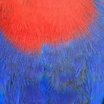 Eclectus parrot feather Stock Photos