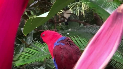 Eclectus parrot Stock Footage 141533814
